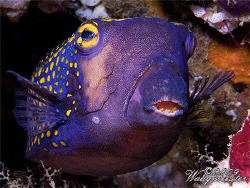 Spotted Boxfish (Ostracion meleagris) - Crystal Bay, Bali... by Marco Waagmeester 
